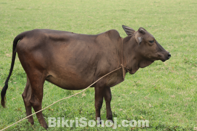 বকনা গরু